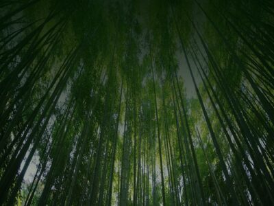 “以竹代塑”主要产品名录(2023年版)