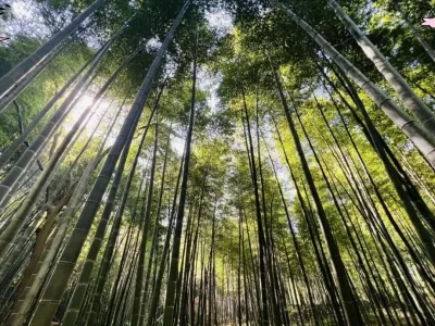 中央预算内投资专项补贴——“ 以竹代塑 ”项目