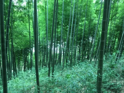 加快“ 以竹代塑 ”发展三年行动计划