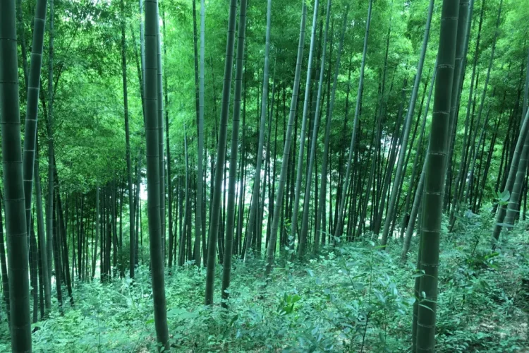 加快“ 以竹代塑 ”发展三年行动计划